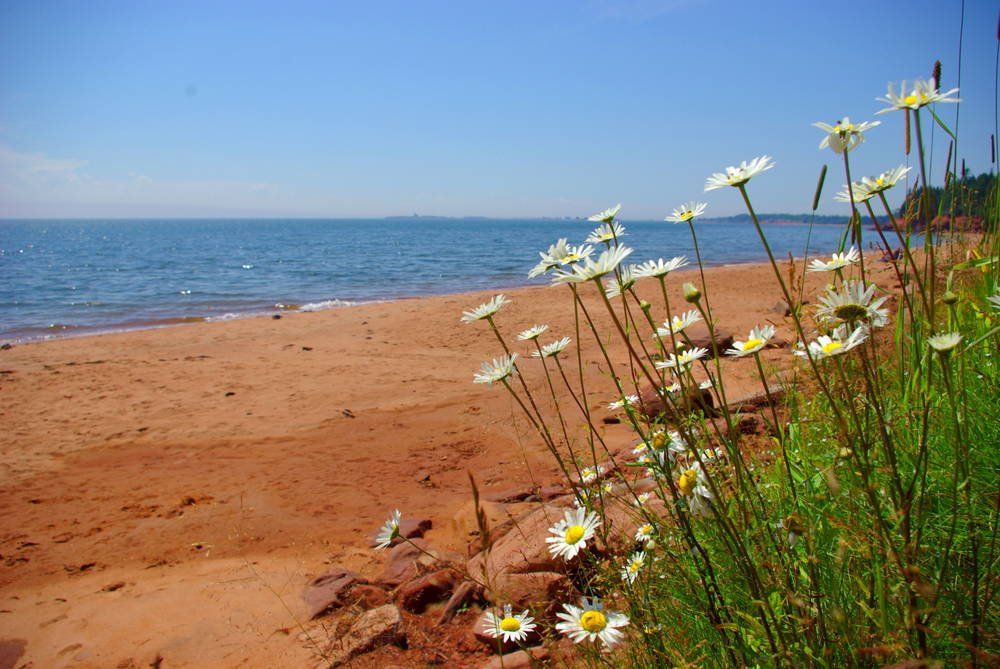 Daisies on the Beach