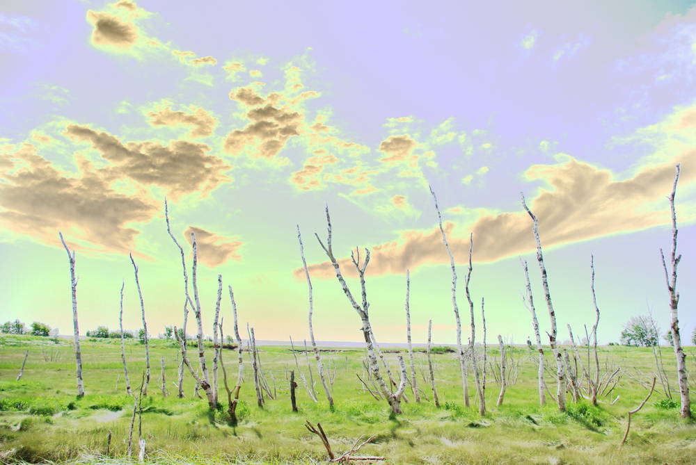Dead Trees