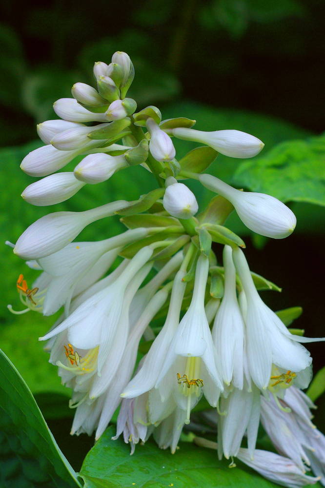 Hosta Flowers
