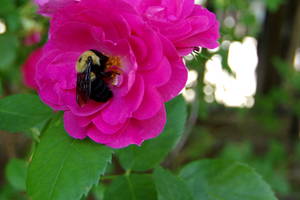 Bee