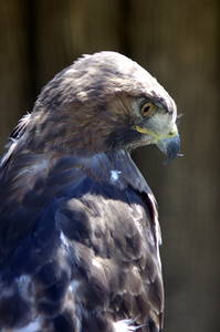 Hawk