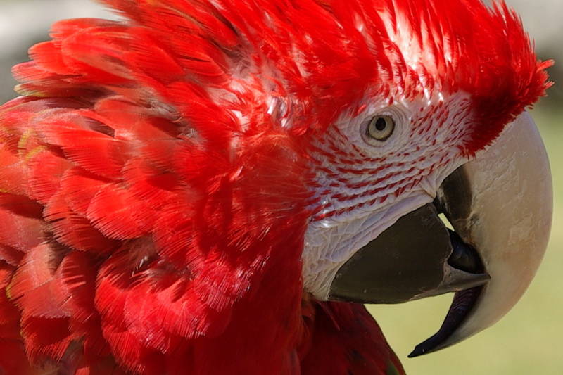 Parrot